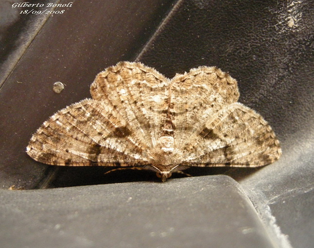 Geometridae di dubbia classificazione - Peribatodes sp.